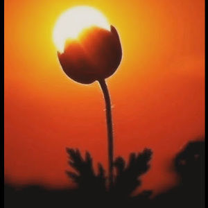 Meet your Posher, Delia